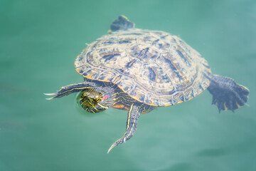 Obraz premium Red-eared turtle swim in the pond with turquoise water. Red-eared slider, Trachemys scripta elegans