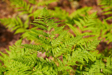 Красочные папоротники листья зеленой листвы естественный цветочный папоротник фон в солнечном свете.