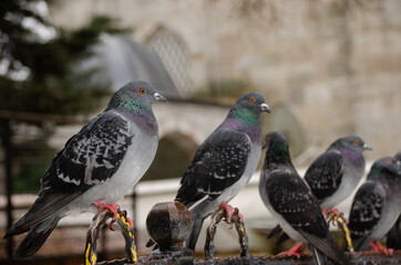 pigeons standing on iron
