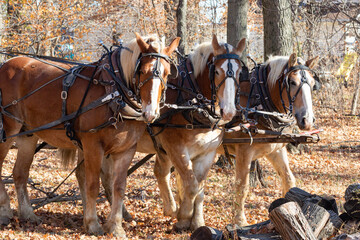 Amish logger with horses and cart hauling trees in the Autumn

