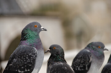 pigeons standing on iron
