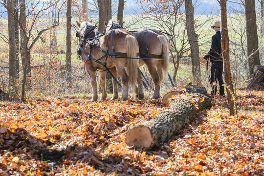 Amish logger with horses and cart hauling trees in the Autumn
