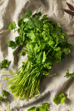 Raw Green Organic Cilantro Bunch