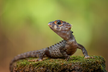 little dragon, crocodile skink