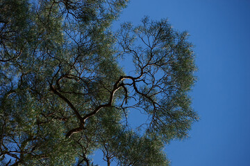 Looking skyward to tree tops