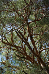 Looking skyward to tree tops