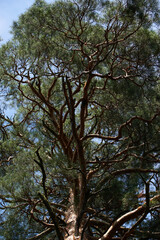 Looking skyward to tree tops