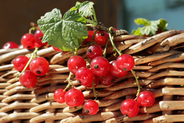 Fresh red currants with a green leaf hang from the edge of a wicker basket on a bright sunny day.