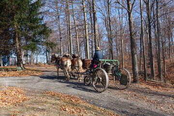 Fototapeta na wymiar Amish logger with horses and cart hauling trees in the Autumn 