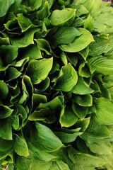 fresh  green hosta plant background