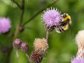 Hummel (bombus), Wildbiene