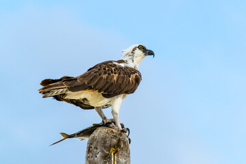 aguila con presa