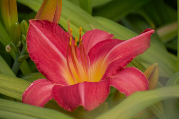 Rose-colored daylily with yellow throat at dusk