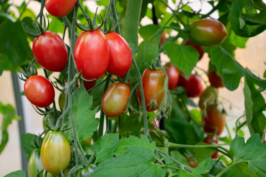 Group of oblong tomatoes ripen in the bushes in a greenhouse