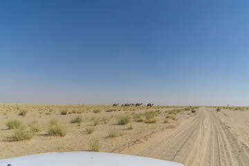 Fototapeta na wymiar Desert scenery with dry bushes in the Sahara, Chad