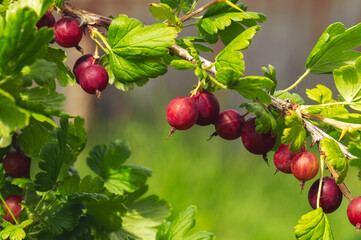 Gooseberry /Ribes uva-crispa/  branch with dark red berries on a blurred foliage background. Healthy, vitamin-rich, dietary berries. Grossulariaceae. Vintage