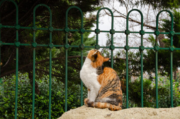 yellow white cat look up, green trees
