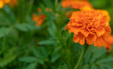 Beautiful marigold flower (Tagetes erecta) in the summer garden. Macrophoto  of orange flowers on green blurred  background, selective focus.