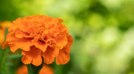 Beautiful marigold flower (Tagetes erecta) in the summer garden. Macrophoto  of orange flowers on green blurred  background, selective focus.