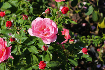 Wonderful Beautiful Pink Rose Flowers