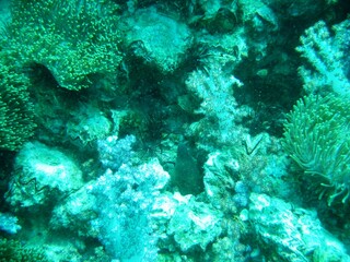 Unterwasserwelt