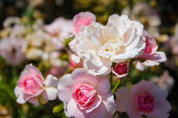 Wonderful Beautiful Pink And Beige Rose Flowers