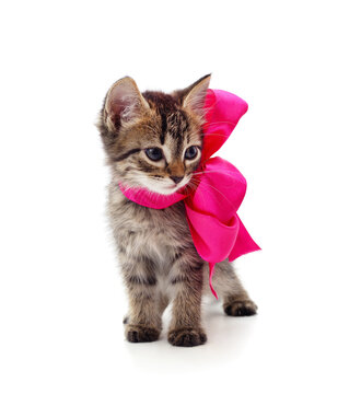 Little gray kitten with beautiful ribbon.