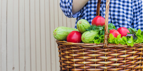 in a wicker basket are tomatoes, zucchini, lettuce, Basil, cucumber and dill, against the background of the garden