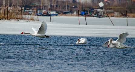 seagull, ocean, sea, water, bird, whale, nature, animal, blue, birds, beach, swan, boat, wildlife, flying, lake, sky, coast, mammal, orca, white