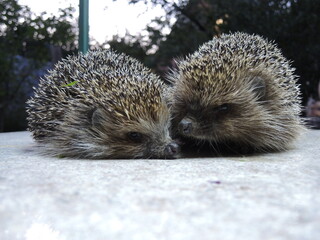 couple of cute hedgehogs in green grass