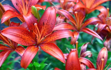 Red orange Lilium Matrix or Asiatic lily flowers in the garden.Summer background with copy space.
