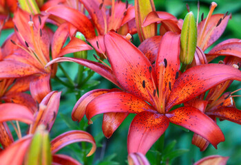 Red orange Lilium Matrix or Asiatic lily flowers in the garden.Summer background with copy space.
Selective focus.