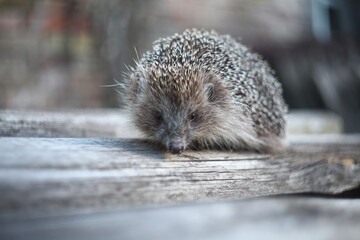 Incredibly cute hedgehog