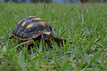 pequeña tortuga en césped 