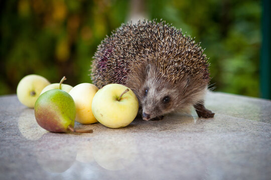 Incredibly cute hedgehog and appls