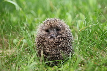 Little cute hedgehog