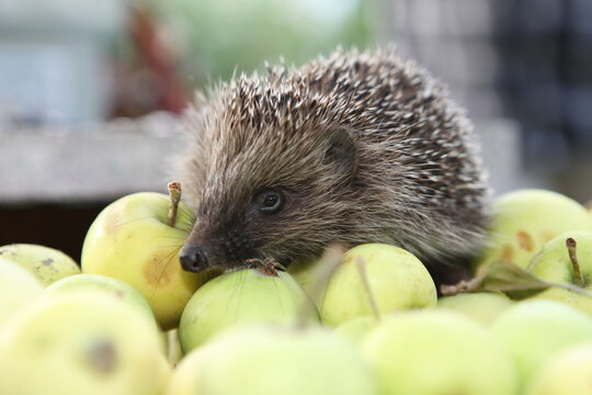 Little cute hedgehog and appls