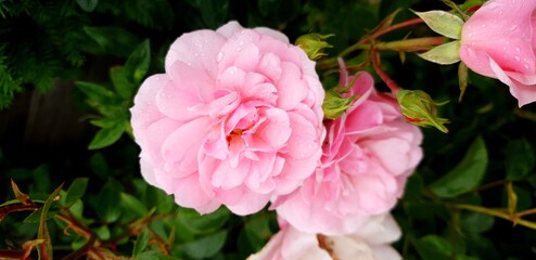 Fototapeta premium pink rose in the garden