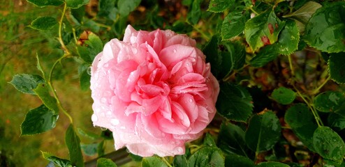 pink and white peony
