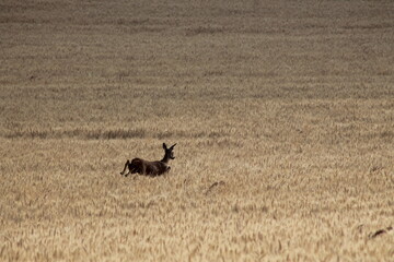 Reh im Kornfeld