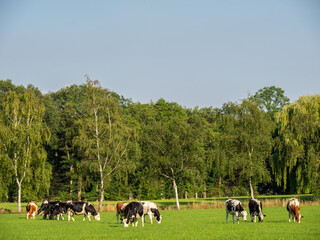 Kühe in den Niederlanden