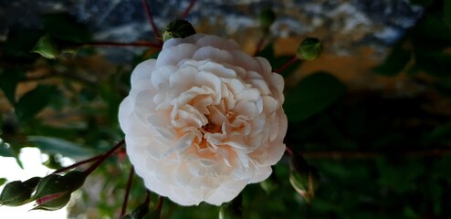 red and yellow flower