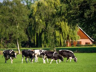 Kühe in den Niederlanden