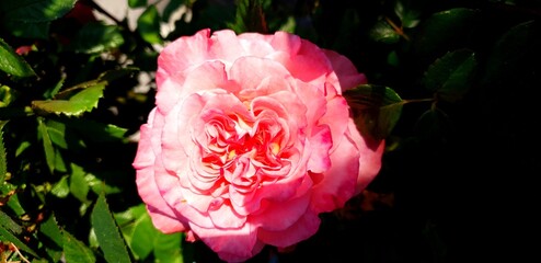 pink rose flower