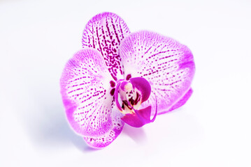 Fototapeta na wymiar An Orchid flower on a white background. A decorative element for graphic works. Light and light composition on a white background. Flowers.
