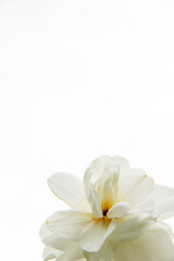 beautiful white yellow daffodil flowers