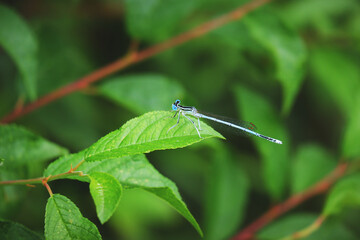 Dragonfly on a Green Leaf