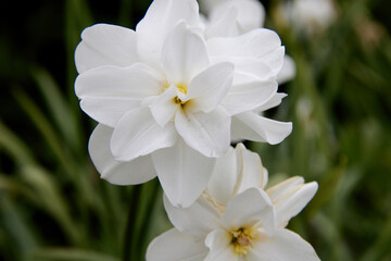 beautiful white yellow daffodil flowers