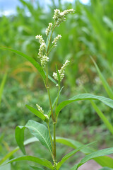 Obraz premium Weeds of Persicaria lapathifolia grow in the field