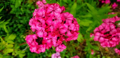 pink flowers in the garden